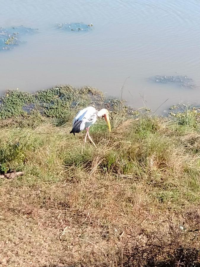 Nice View Safari Villa ウダワラウェ エクステリア 写真