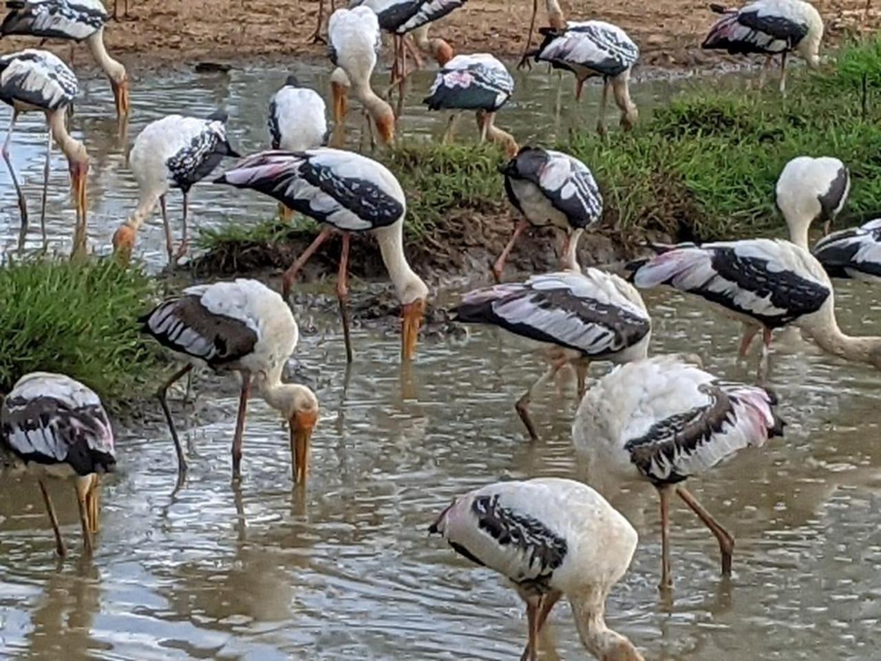 Nice View Safari Villa ウダワラウェ エクステリア 写真