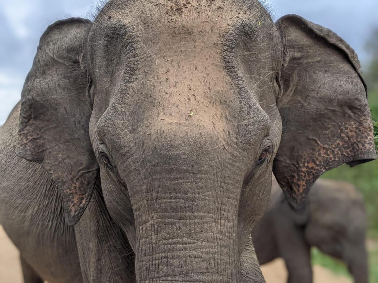 Nice View Safari Villa ウダワラウェ エクステリア 写真