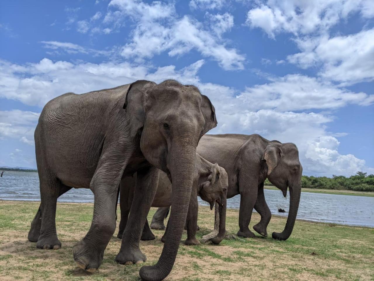 Nice View Safari Villa ウダワラウェ エクステリア 写真