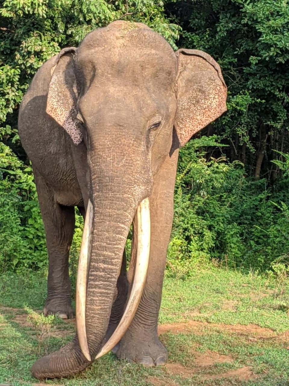 Nice View Safari Villa ウダワラウェ エクステリア 写真