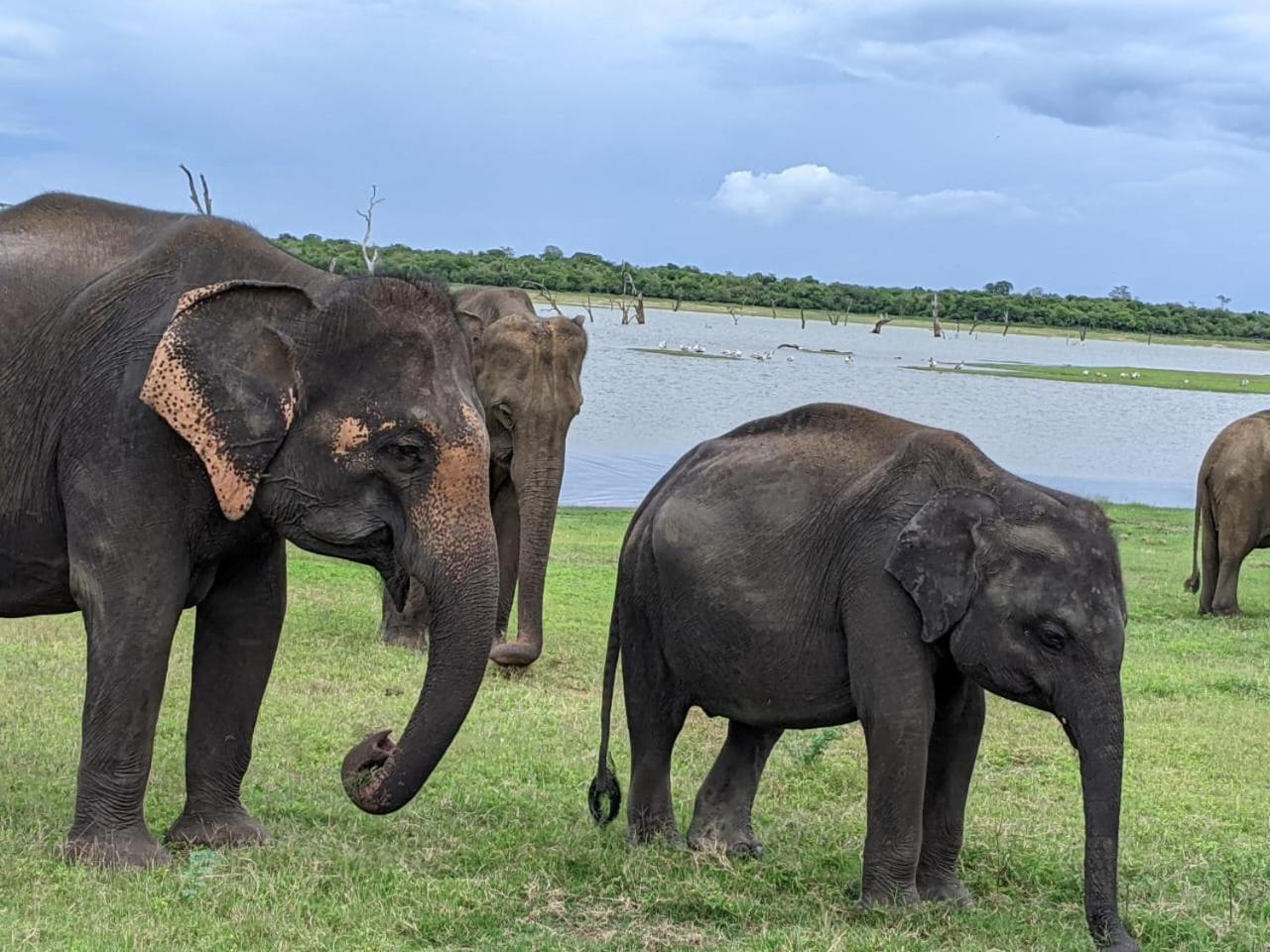 Nice View Safari Villa ウダワラウェ エクステリア 写真