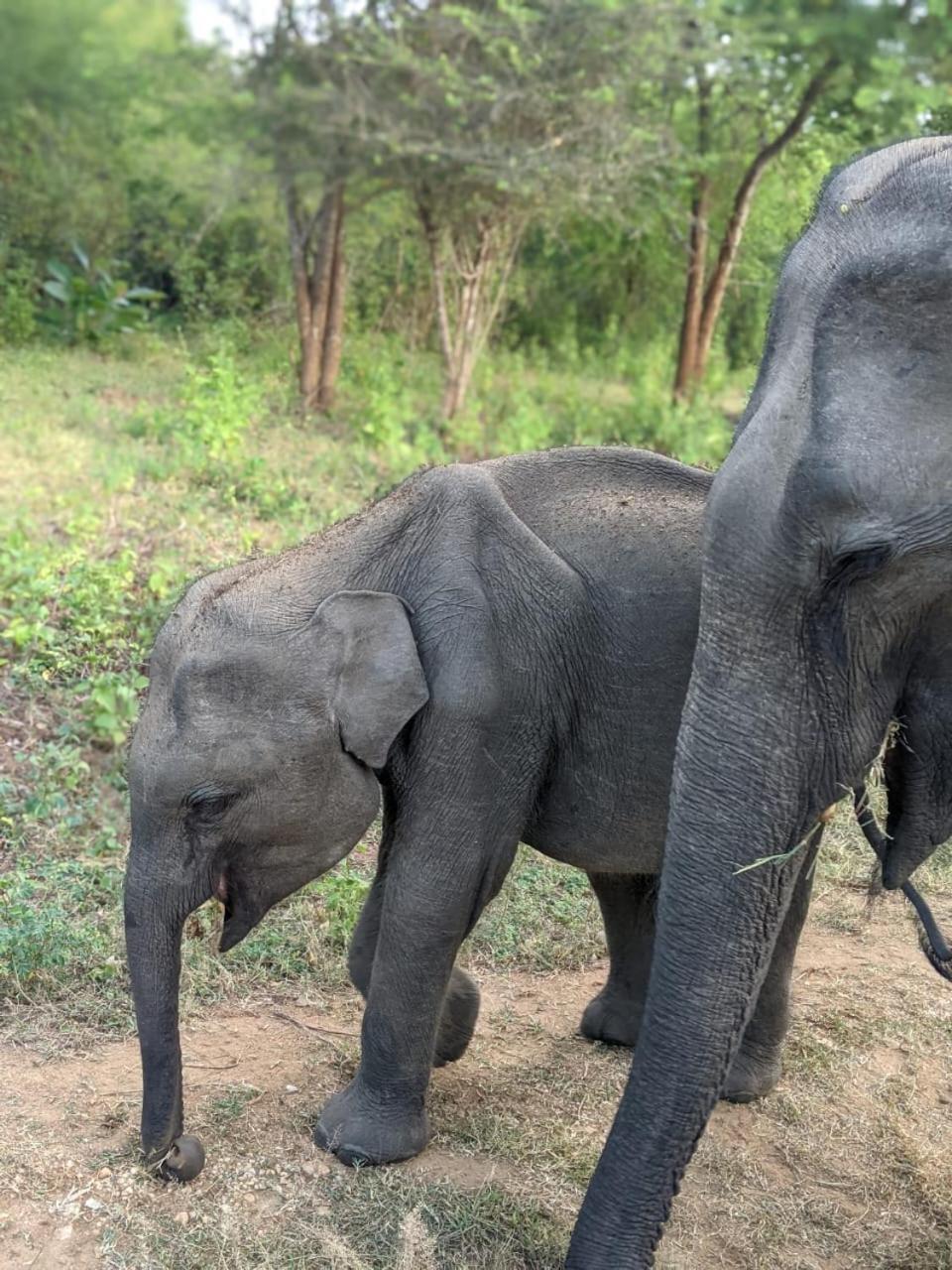 Nice View Safari Villa ウダワラウェ エクステリア 写真