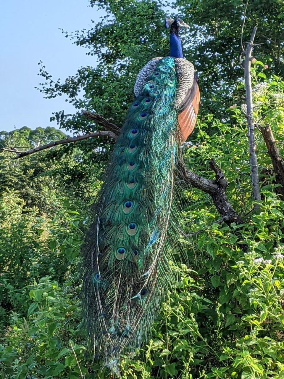 Nice View Safari Villa ウダワラウェ エクステリア 写真