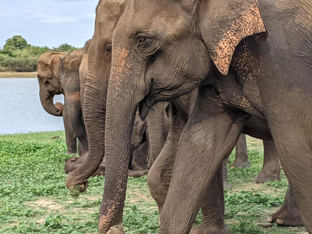 Nice View Safari Villa ウダワラウェ エクステリア 写真