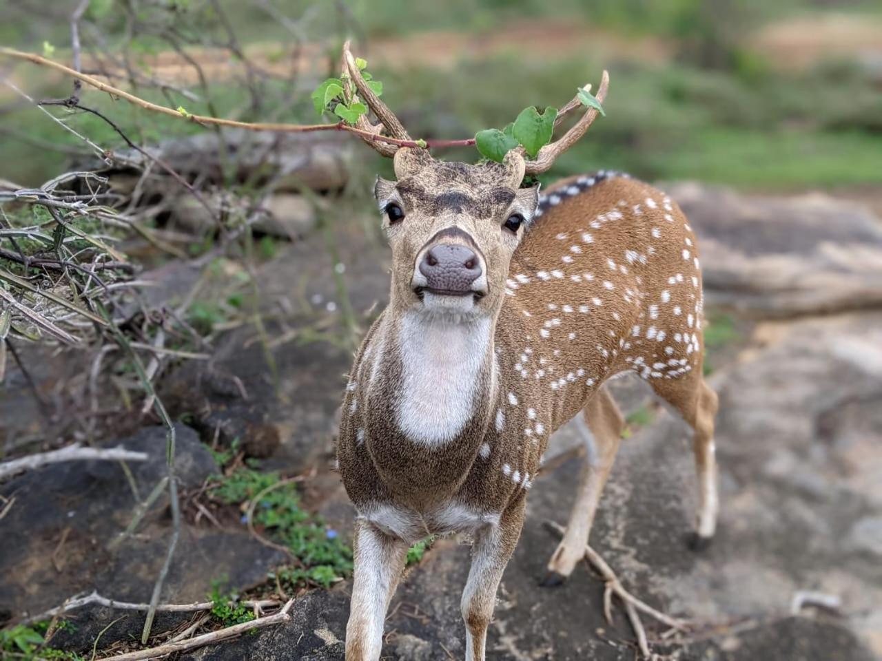 Nice View Safari Villa ウダワラウェ エクステリア 写真