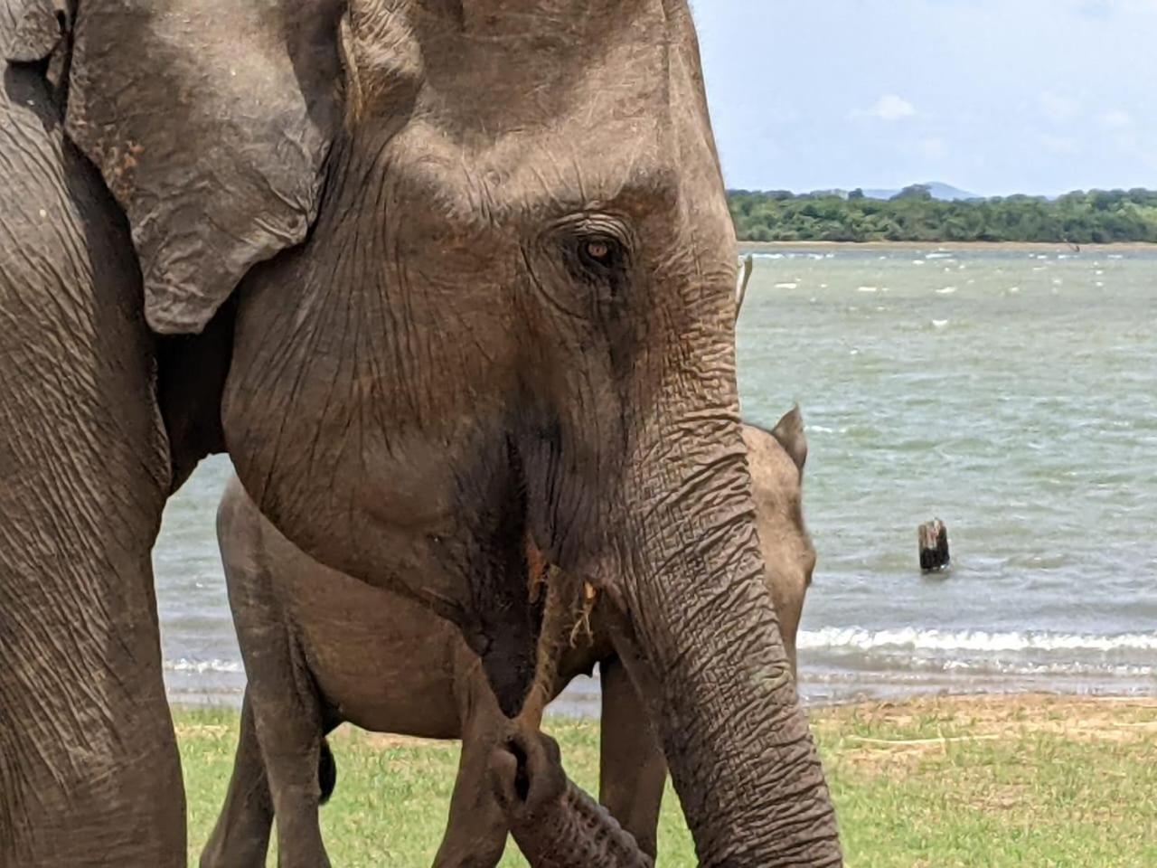 Nice View Safari Villa ウダワラウェ エクステリア 写真