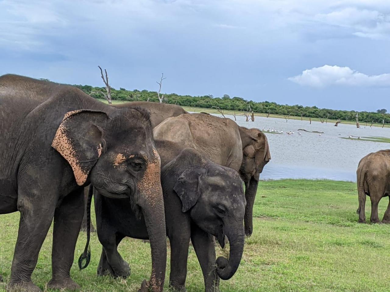 Nice View Safari Villa ウダワラウェ エクステリア 写真