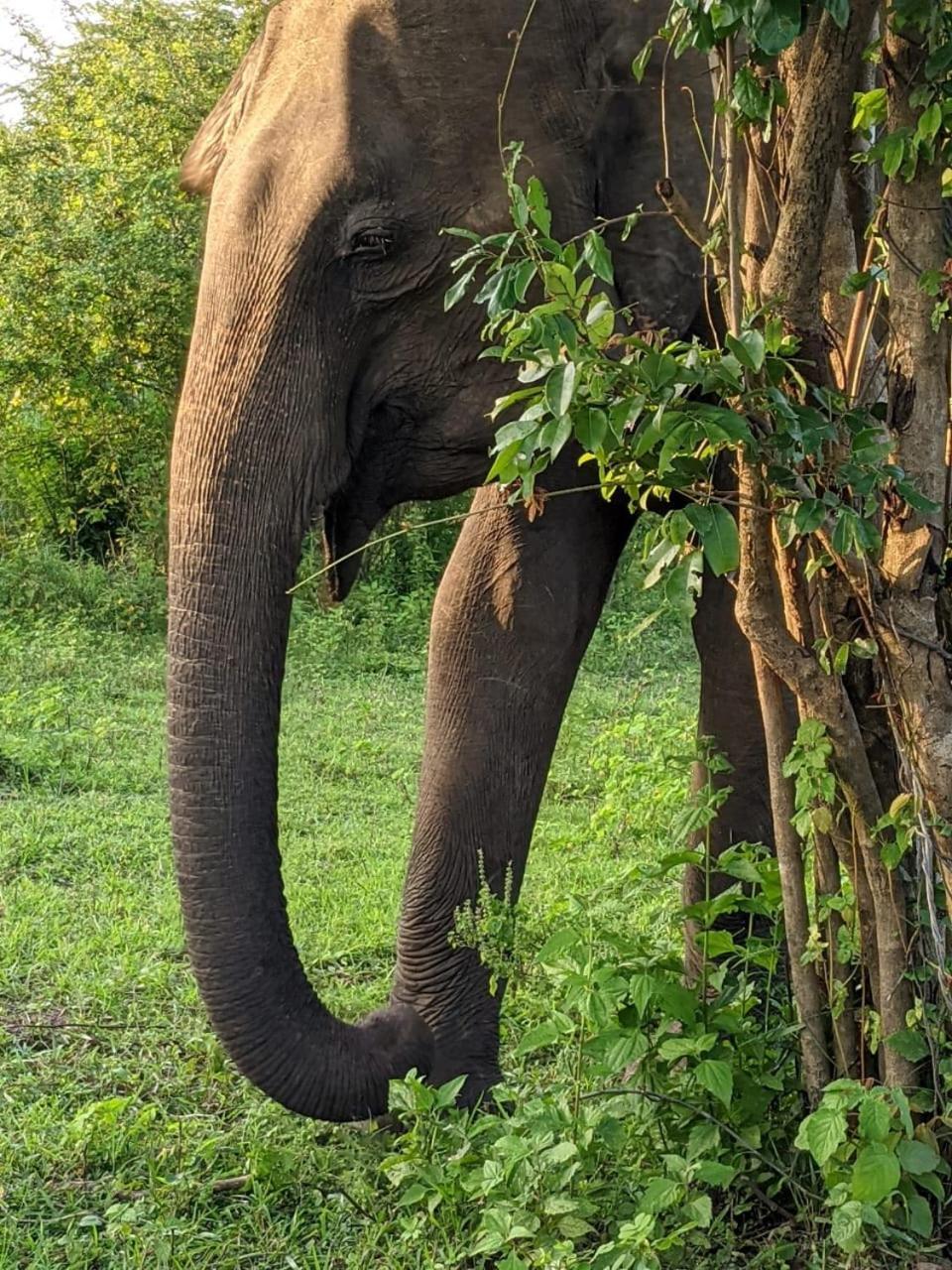 Nice View Safari Villa ウダワラウェ エクステリア 写真